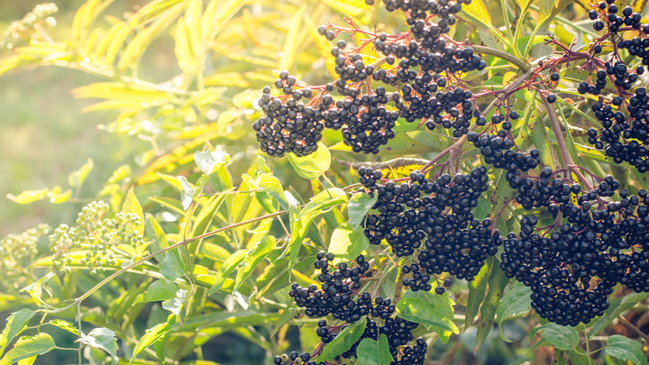 The Revitalizing Benefits of Elderberry